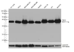 TBCC Mouse Monoclonal Antibody, Proteintech Unconjugated; 20 &mu;L:Antibodies,