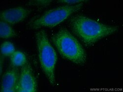 CoraLite Plus 488-conjugated TDRKH Mouse Monoclonal Antibody, Proteintech:Antibodies:Primary