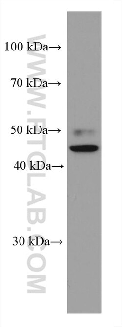 TERF1 Mouse Monoclonal Antibody, Proteintech Unconjugated; 20 &mu;L:Antibodies,
