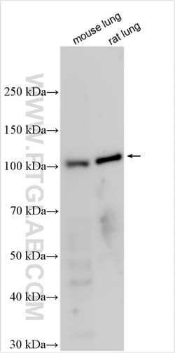 TERT Rabbit Polyclonal Antibody, Proteintech:Antibodies:Primary Antibodies