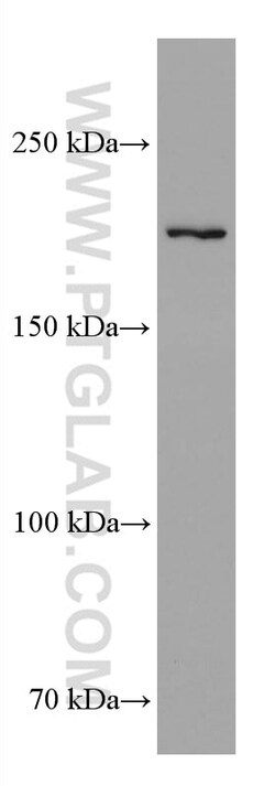 TEX14 Mouse Monoclonal Antibody, Proteintech:Antistoffer:Primære antistoffer