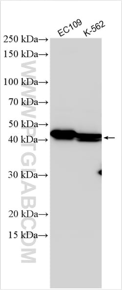 TEX9 Rabbit Polyclonal Antibody, Proteintech Unconjugated; 150 &mu;L:Antibodies,
