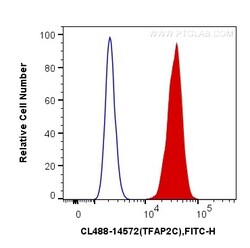 CoraLite Plus 488-conjugated TFAP2C Rabbit Polyclonal Antibody, Proteintech 20 &mu;L | Buy Online | Proteintech | Fisher Scientific