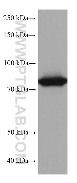TGM2 Mouse Monoclonal Antibody, Proteintech:Antibodies:Primary Antibodies