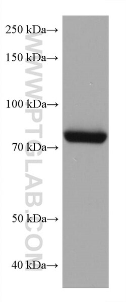 TGM2 Mouse Monoclonal Antibody, Proteintech:Antibodies:Primary Antibodies