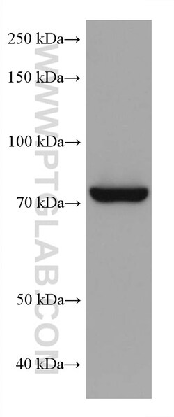 TGM2 Mouse Monoclonal Antibody, Proteintech:Antibodies:Primary Antibodies
