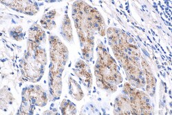 TM9SF4 Rabbit Polyclonal Antibody, Proteintech Unconjugated; 20 &mu;L:Antibodies,