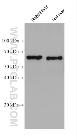 TMEM175 Mouse Monoclonal Antibody, Proteintech Unconjugated; 150 &mu;L:Anticuerpos