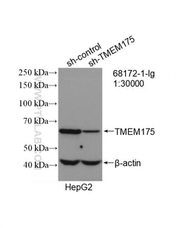 TMEM175 Mouse Monoclonal Antibody, Proteintech Unconjugated; 150 &mu;L:Anticuerpos