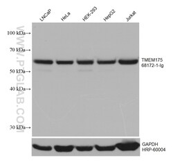 TMEM175 Mouse Monoclonal Antibody, Proteintech Unconjugated; 150 &mu;L:Anticuerpos