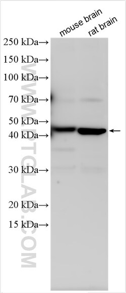 TMEM64 Rabbit Polyclonal Antibody, Proteintech:Antibodies:Primary Antibodies
