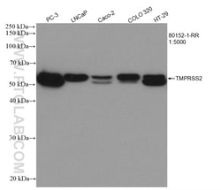 TMPRSS2 Rabbit Recombinant Antibody, Proteintech:Antibodies:Primary Antibodies