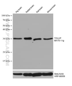 TOLLIP Mouse Monoclonal Antibody, Proteintech Unconjugated; 150 &mu;L:Antibodies,