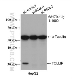 TOLLIP Mouse Monoclonal Antibody, Proteintech Unconjugated; 150 &mu;L:Antibodies,