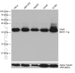 TPMT Mouse Monoclonal Antibody, Proteintech Unconjugated; 20 &mu;L:Antibodies,