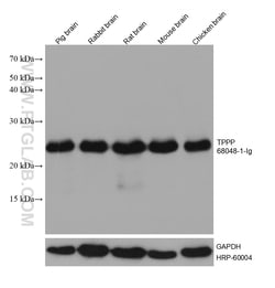 TPPP Mouse Monoclonal Antibody, Proteintech Unconjugated; 20 &mu;L:Antibodies,