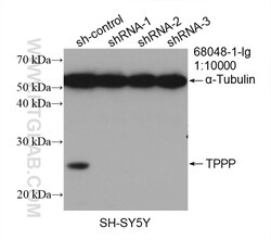 TPPP Mouse Monoclonal Antibody, Proteintech Unconjugated; 20 &mu;L:Antibodies,
