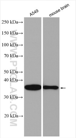 TRA2A Rabbit Polyclonal Antibody, Proteintech Unconjugated; 20 &mu;L:Antibodies,