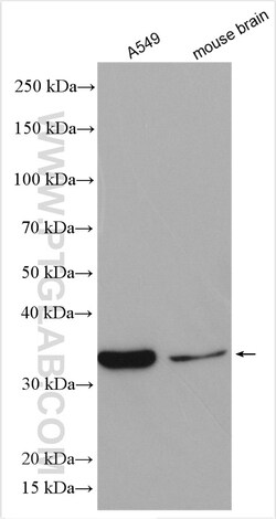 TRA2A Rabbit Polyclonal Antibody, Proteintech Unconjugated; 20 &mu;L:Antibodies,