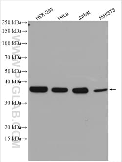 TRA2B Rabbit Polyclonal Antibody, Proteintech Unconjugated; 20 &mu;L:Antibodies,