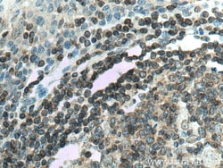 TRAF3IP3 Rabbit Polyclonal Antibody, Proteintech:Antibodies:Primary Antibodies