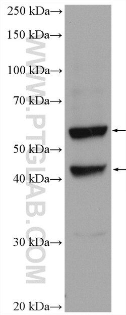 TRAF3IP3 Rabbit Polyclonal Antibody, Proteintech:Antibodies:Primary Antibodies