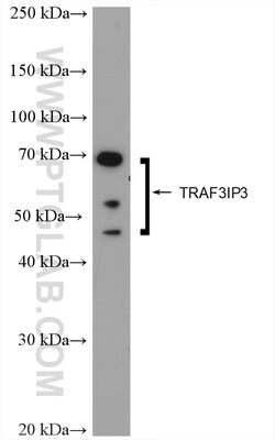 TRAF3IP3 Rabbit Polyclonal Antibody, Proteintech:Antibodies:Primary Antibodies