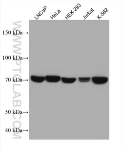 TRAP1 Mouse Monoclonal Antibody, Proteintech Unconjugated; 20 &mu;L:Antibodies,