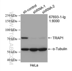 TRAP1 Mouse Monoclonal Antibody, Proteintech Unconjugated; 20 &mu;L:Antibodies,