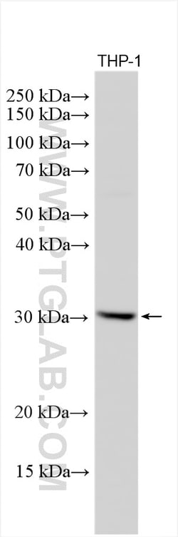 TREM-1/CD354 Rabbit Polyclonal Antibody, Proteintech Unconjugated; 20 &mu;L:Antibodies,