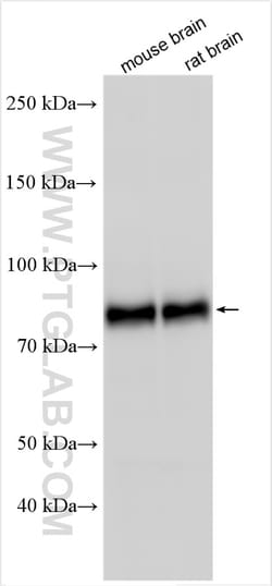 TRIM46 Rabbit Polyclonal Antibody, Proteintech Unconjugated; 150 &mu;L:Antibodies,