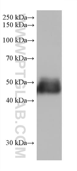 TRIM72 Mouse Monoclonal Antibody, Proteintech Unconjugated; 20 &mu;L:Antibodies,