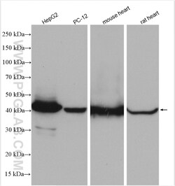 TRMT10C Rabbit Polyclonal Antibody, Proteintech:Antibodies:Primary Antibodies