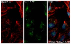 TTC30A Mouse Monoclonal Antibody, Proteintech Unconjugated; 150 &mu;L:Antibodies,