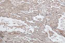 TTLL12 Mouse Monoclonal Antibody, Proteintech