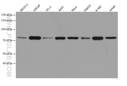 TTLL12 Mouse Monoclonal Antibody, Proteintech:Antibodies:Primary Antibodies