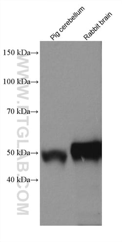 TTYH1 Rabbit Recombinant Antibody, Proteintech Unconjugated; 20 &mu;L:Antibodies,