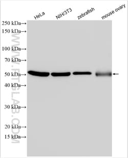 Alpha Tubulin Rabbit Polyclonal Antibody, Proteintech Unconjugated; 150
