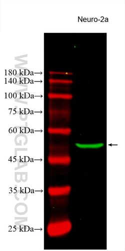 CoraLite Plus 488-conjugated TUBB3-specific/TUJ1 Mouse Monoclonal Antibody,