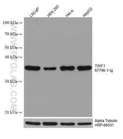 TWF1 Mouse Monoclonal Antibody, Proteintech Unconjugated; 20 &mu;L:Antibodies,