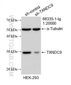 TXNDC9 Mouse Monoclonal Antibody, Proteintech Unconjugated; 150 &mu;L:Antibodies,