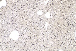 U2AF2/U2AF65 Mouse Monoclonal Antibody, Proteintech:Antibodies:Primary