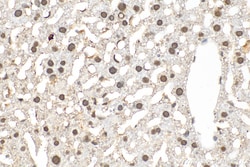 U2AF2/U2AF65 Mouse Monoclonal Antibody, Proteintech:Antibodies:Primary