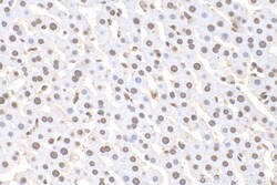 U2AF2/U2AF65 Mouse Monoclonal Antibody, Proteintech:Antibodies:Primary