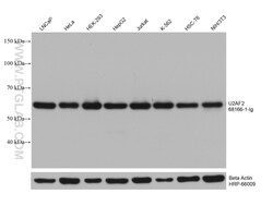 U2AF2/U2AF65 Mouse Monoclonal Antibody, Proteintech:Antibodies:Primary