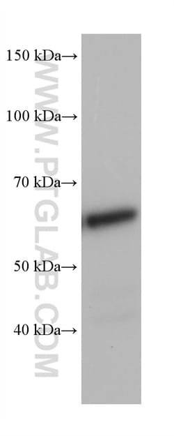 U2AF2/U2AF65 Mouse Monoclonal Antibody, Proteintech:Antibodies:Primary