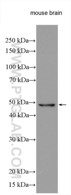 UBA3 Rabbit Polyclonal Antibody, Proteintech Unconjugated; 20 &mu;L:Antibodies,