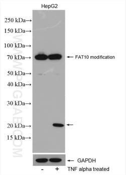 FAT10 Rabbit Polyclonal Antibody, Proteintech Unconjugated; 20 &mu;L:Antibodies,