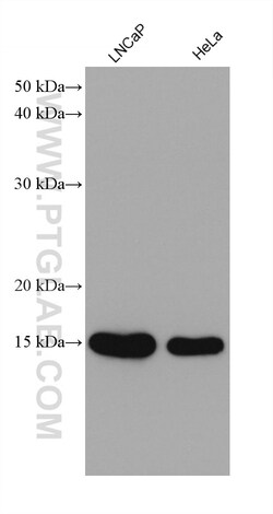 UBE2D1/2/3/4 Mouse Monoclonal Antibody, Proteintech:Anticorps:Anticorps