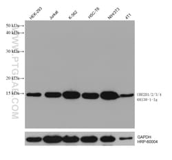 UBE2D1/2/3/4 Mouse Monoclonal Antibody, Proteintech